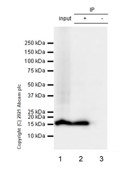 Anti-Histone H3 (phospho S10) antibody [EPR24060-36](AB267372)