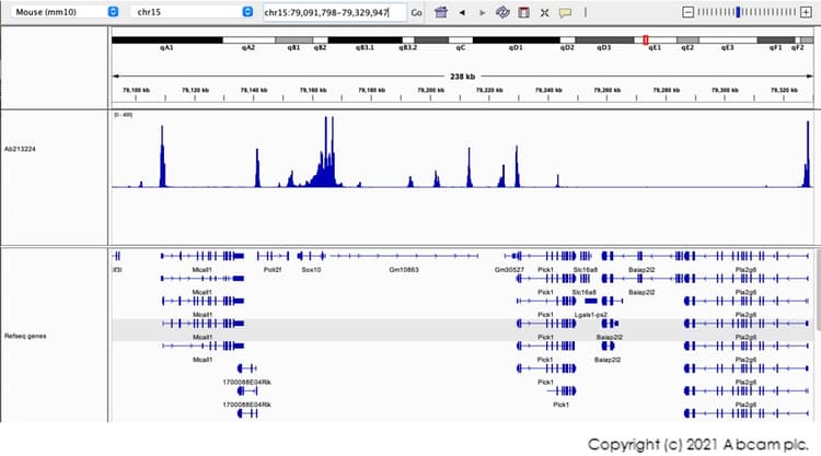 Anti-Histone H3 (tri methyl K4) antibody [EPR20551-225] - ChIP Grade(AB213224)