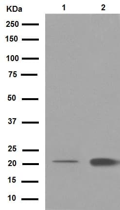 Dctn3 Antibody Epr5097 Ab124674  Western Blot Img64089