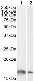 Anti-Iba1 antibody(AB5076)