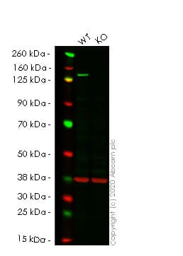 Anti-Bub1 antibody [EPR18947] - BSA and Azide free(AB251203)