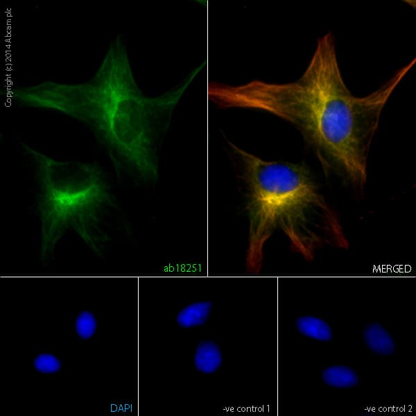 Anti-alpha Tubulin antibody - Microtubule Marker(AB18251)