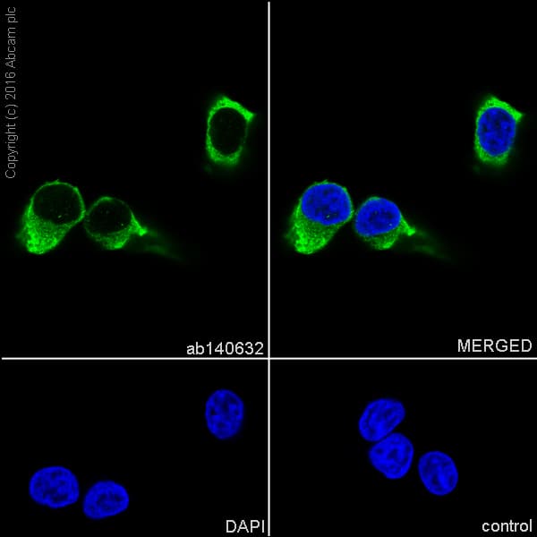 Eef1a1 Ef Tu Eef1a1 Ee1al3 Eef1a1p5 Antibody Epr9470 Ab140632  Immunocytochemistry Immunofluorescence Img15382