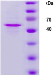 Ab119881  Sds Page Img166878
