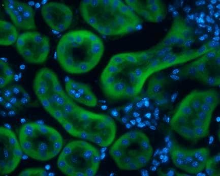 Liver Fabp Antibody Ab227066  Immunohistochemistry Frozen Sections Img19153