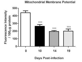 TMRE-Mitochondrial Membrane Potential Assay Kit(AB113852)