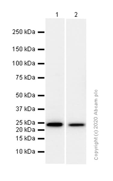 Mras Antibody Epr12457 Ab176570  Western Blot Img51033