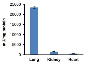 ACE Assay Kit (Angiotensin I Converting Enzyme)(AB239703)