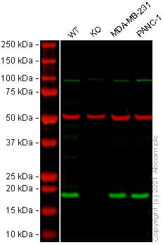 Anti-ARF1 antibody(AB183576)