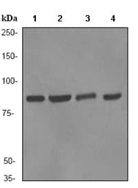 Anti-Ku80 antibody [EPR3468](AB80592)