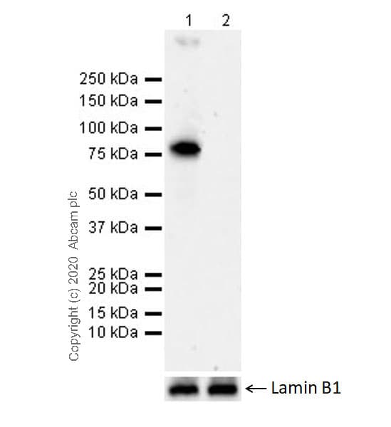 Bmal1 Antibody Epr20906 14 Ab235577  Western Blot Img11273