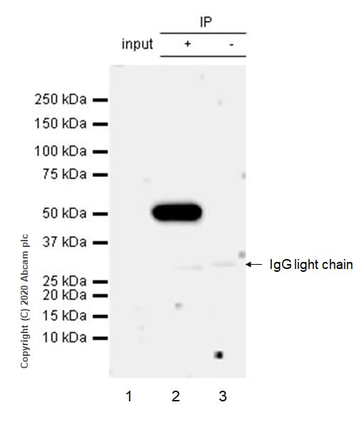 Anti-SEPP1 antibody [EPR24174-24](AB277526)