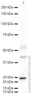 Anti-VEGFA antibody(AB46154)