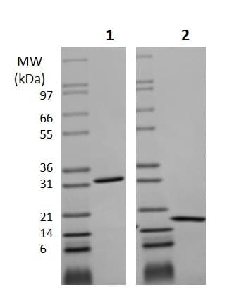 Ab256080  Sds Page Img7082