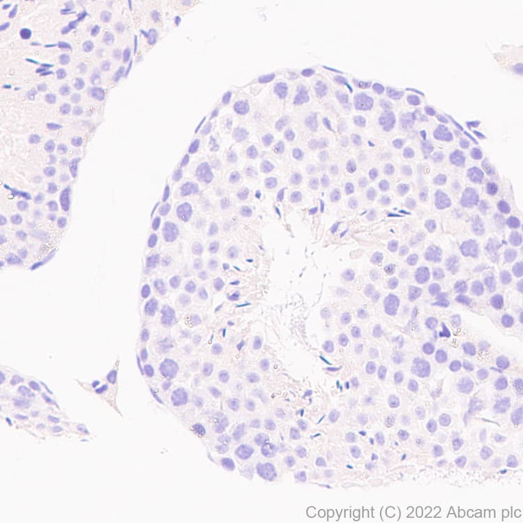 Anti-CLEC9A antibody [EPR24271-117] (BSA and Azide free)(AB300434)