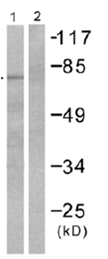 Anti-Grp75/MOT antibody(AB53098)