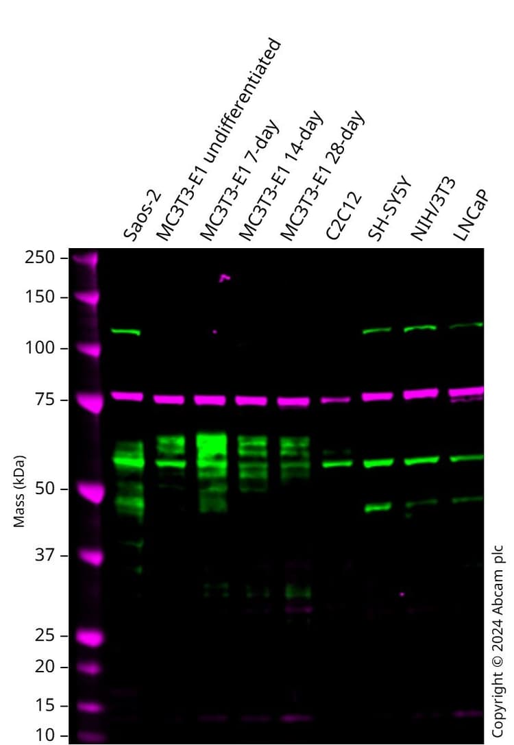 Anti-RUNX2 antibody [EPR14334](AB192256)