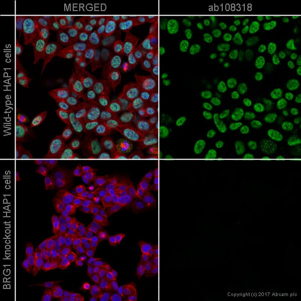 Anti-BRG1 antibody [EPR3912](AB108318)