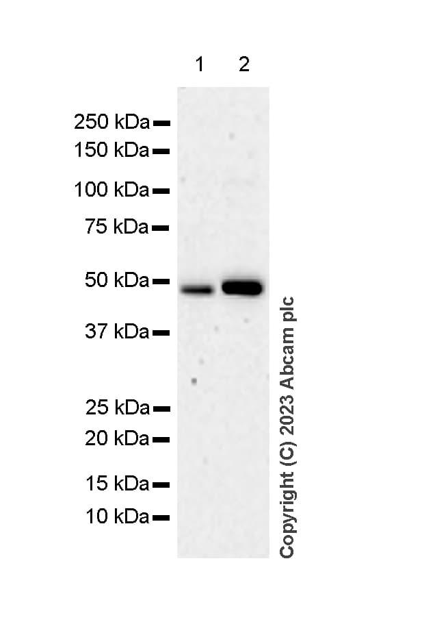 Rcc1 Antibody Epr5857 Bsa And Azide Free Ab226061  Western Blot Img431605