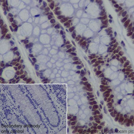 Anti-EHMT2/G9A antibody [EPR18894] - ChIP Grade - BSA and Azide free(AB240289)