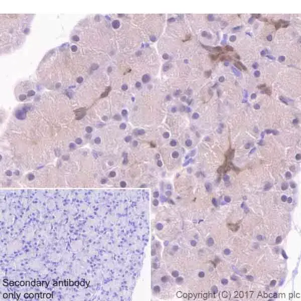 Anti-ENO1 antibody [EPR19758] - BSA and Azide free(AB229378)