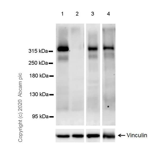 Anti-NG2 antibody [EPR23976-145] - BSA and Azide free(AB275038)