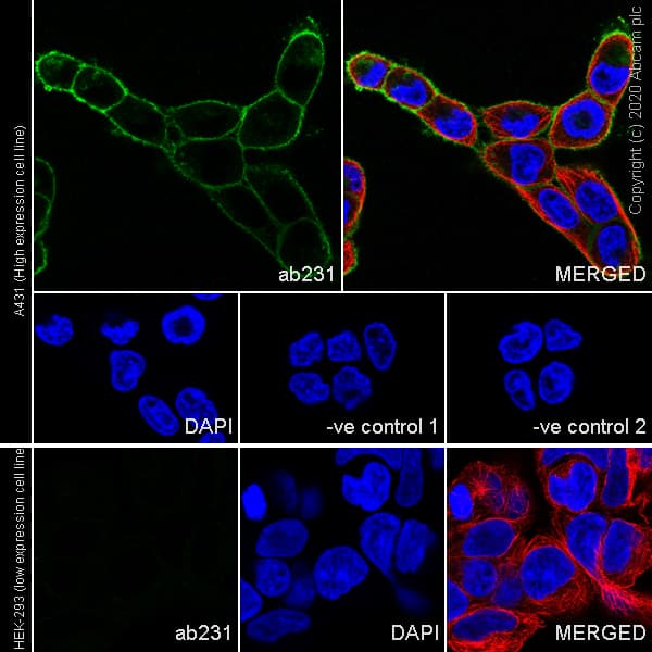 Goat Anti-Rat IgG H&L (Alexa Fluor® 488)(AB150157)