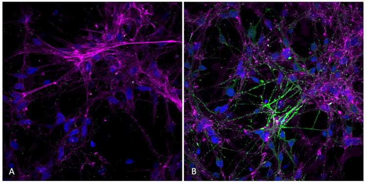 Recombinant Human Alpha-synuclein protein aggregate (Active)(AB218819)