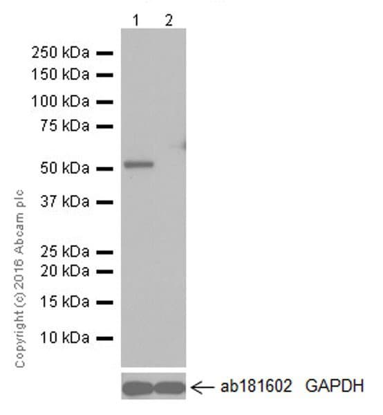 Anti-GSDMD antibody [EPR19829] - BSA and Azide free(AB232485)
