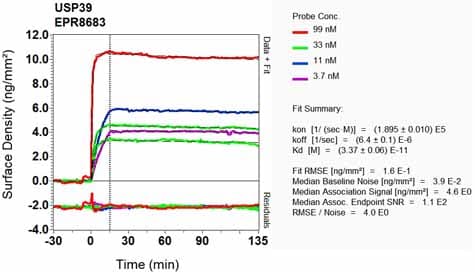 Anti-USP39 antibody [EPR8683] - BSA and Azide free(AB248387)