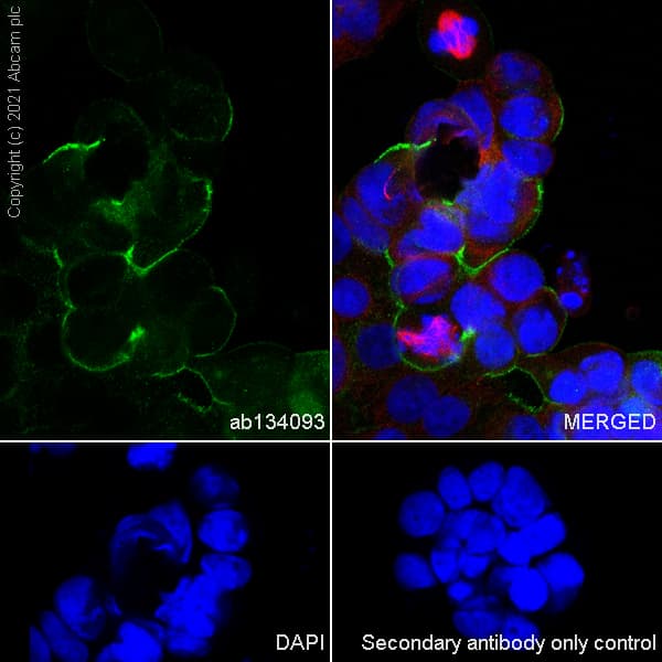Muc16 Antibody Epsisr23 Bsa And Azide Free Ab271903  Immunocytochemistry Immunofluorescence Img169822