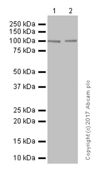 Glutamate Receptor 3 Glua3 Antibody Ep813y Ab40845  Western Blot Img83362