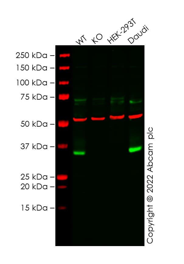Anti-TREX1 antibody [EPR14985] - BSA and Azide free(AB236140)