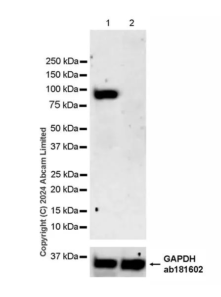 Anti-KAT2A / GCN5 antibody [EPR28321-83](AB321885)