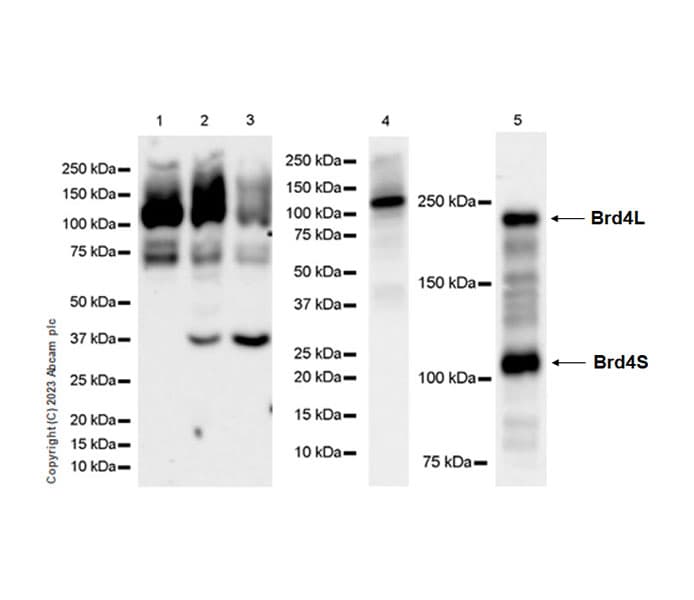Anti-pan Brd4 antibody [EPR25424-71](AB314432)