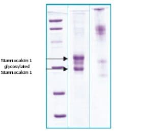 Ab63280  Sds Page Img17586