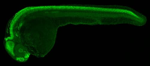 Anti-SOX3 antibody(ab229629)