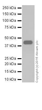 Anti-Alpha Skeletal Muscle Actin antibody [EPR18430] - BSA and Azide free(AB250775)