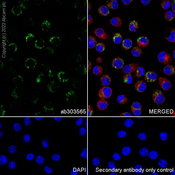 Anti-CD68 antibody [RM1031] - BSA and Azide free(ab303566)