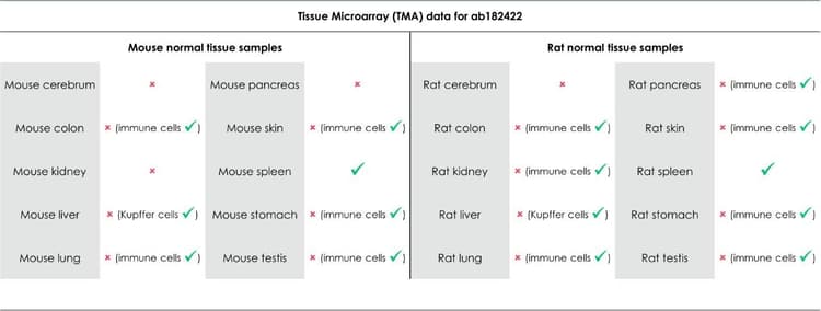 Anti-CD163 antibody [EPR19518] - BSA and Azide free(AB213612)