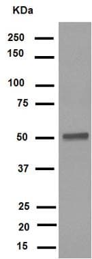 Anti-FLI1 antibody [EPR4646](AB133485)