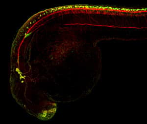 Anti-HuC/HuD protein antibody(AB210554)