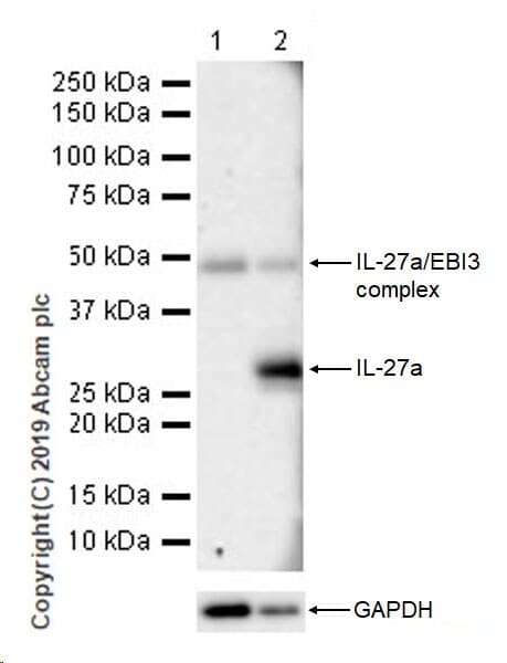 Il 27 A Antibody Epr18247 86 Ab252216  Western Blot Img174157