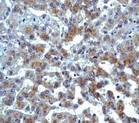 Anti-CCR3 antibody [Y31] - Low endotoxin, Azide free(AB228341)