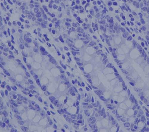 Rabbit IgG, monoclonal [EPR25A] - Isotype Control - BSA and Azide Free(AB210849)