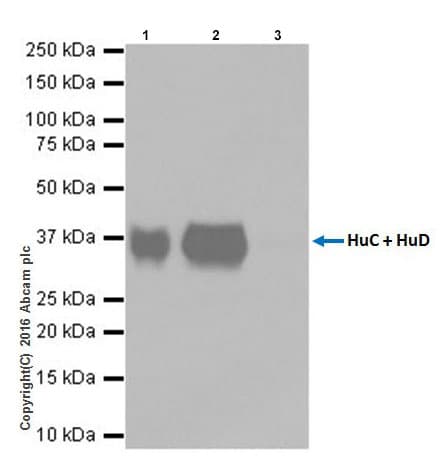 Anti-HuD + HuC antibody [EPR19098](AB184267)