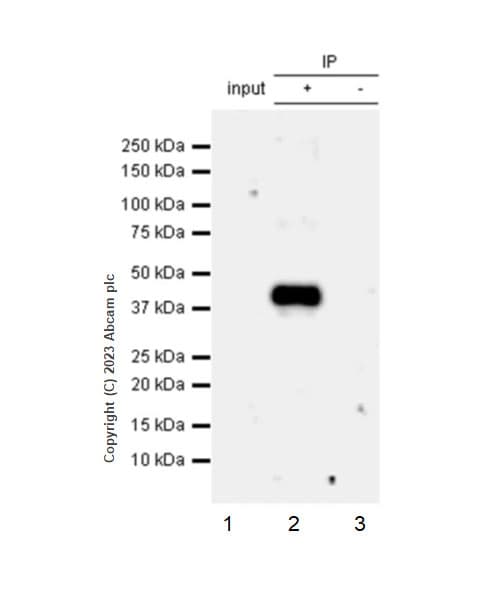 Anti-GPCR GPR17 antibody [EPR26423-34](AB316105)