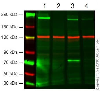 Anti-BRG1 antibody(AB4081)