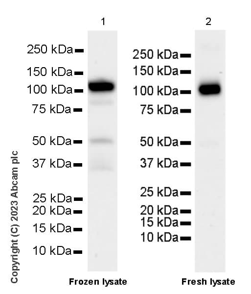 Anti-CBL antibody [17/c-Cbl](AB309549)