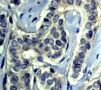 Caspase 5 Antibody Ep876y Bsa And Azide Free Ab247301  Immunohistochemistry Formalin Pfa Fixed Paraffin Embedded Sections Img59954